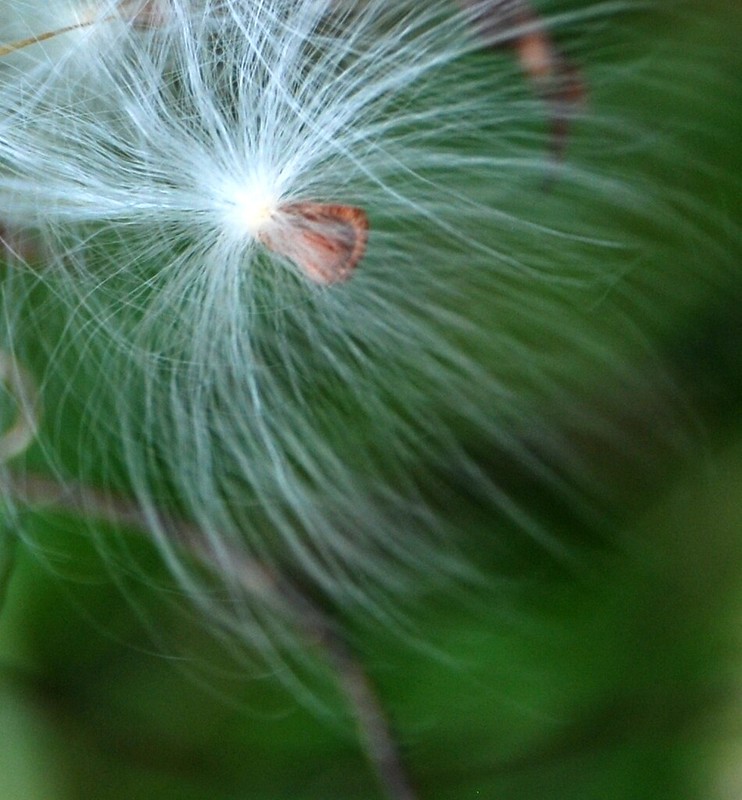 Milkweed